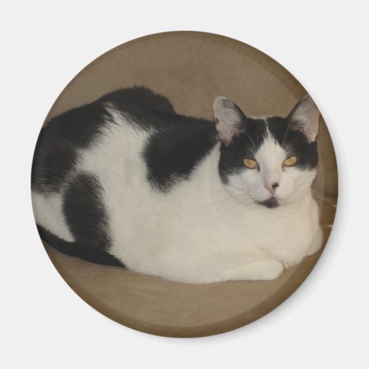Kat op een bank magneet (Voorkant)
