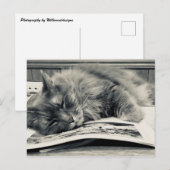 "Kat op een boek" Foto Briefkaart (Voorkant / Achterkant)