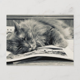 "Kat op een boek" Foto Briefkaart