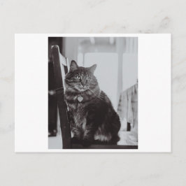 KAT OP EEN BRIEFKAART VAN DE FOTOGRAFIE VAN DE VOO