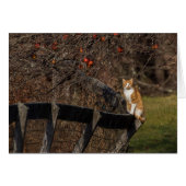 Kat op een hek (Voorkant Horizontaal)