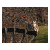 Kat op een hek foto afdruk (Voorkant)