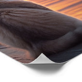 Kat op een pier met een zonsondergang en oceanisch poster (Hoek)