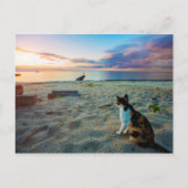 Kat op een strand briefkaart (Voorkant)
