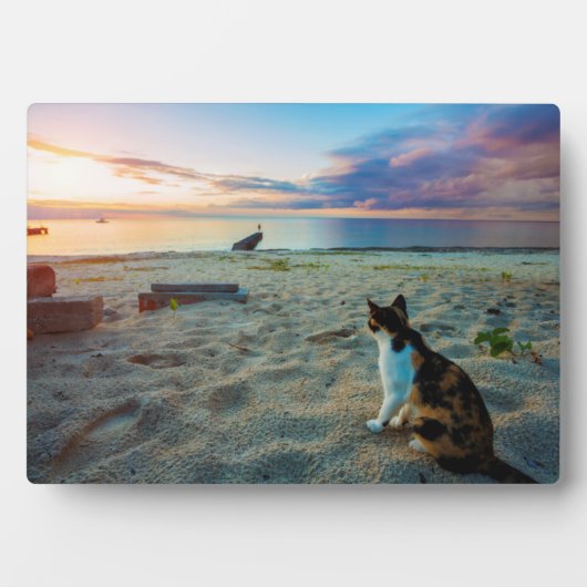 Kat op een strand fotoplaat (voorkant)