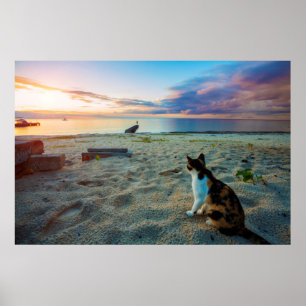 Kat op een strand poster