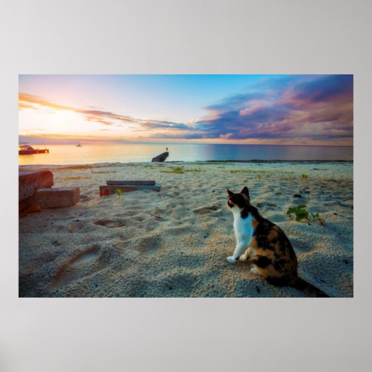 Kat op een strand poster (Voorkant)