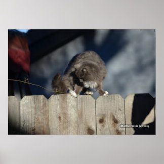 Kat op hek (11) Poster