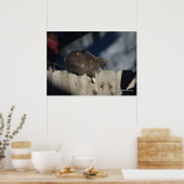 Kat op hek (13) Poster (Keuken)