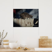 Kat op hek (14) Poster (Keuken)