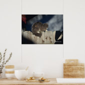 Kat op hek (15) Poster (Keuken)