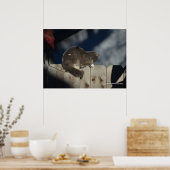 Kat op hek (16) Poster (Keuken)