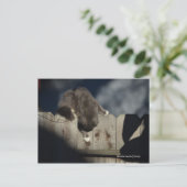 Kat op hek (18) briefkaart (Staand voorkant)