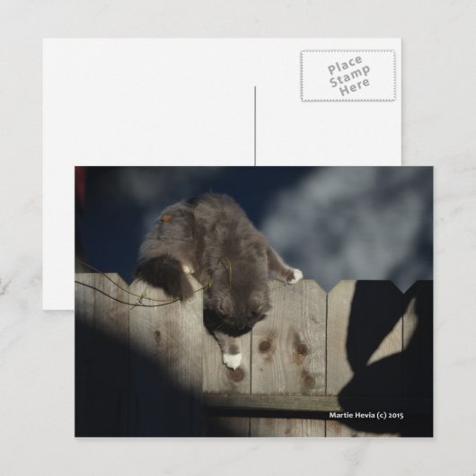 Kat op hek (18) briefkaart (Voorkant / Achterkant)
