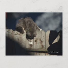 Kat op hek (18) briefkaart