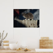 Kat op hek (19) Poster (Keuken)