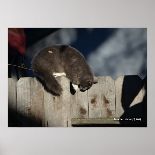 Kat op hek (4) Poster (Voorkant)