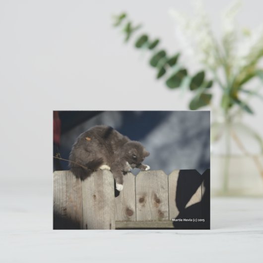 Kat op het hek (9) briefkaart (Staand voorkant)