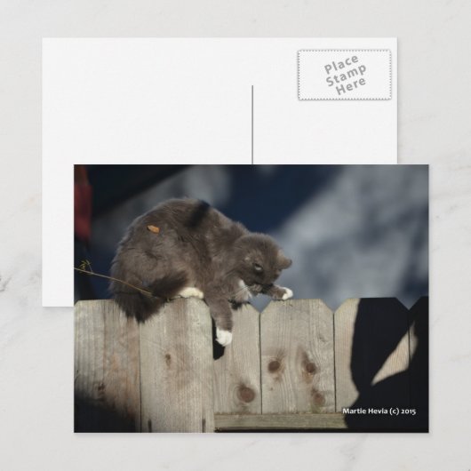 Kat op het hek (9) briefkaart (Voorkant / Achterkant)