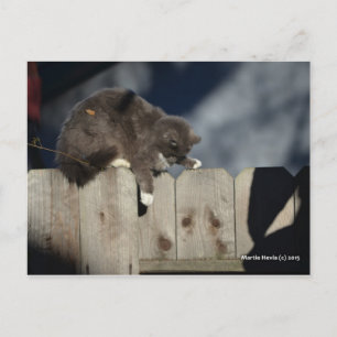 Kat op het hek (9) briefkaart
