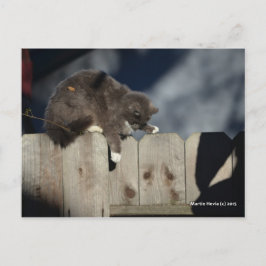 Kat op het hek (9) briefkaart