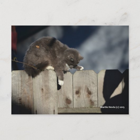Kat op het hek (9) briefkaart (Voorkant)