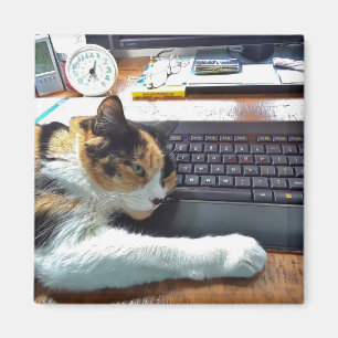 Kat op het toetsenbord Magnet