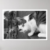 Kat op ledge Watersvogel Poster (Voorkant)