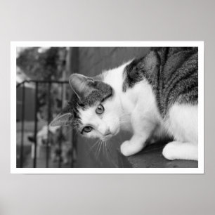 Kat op ledge Watersvogel Poster