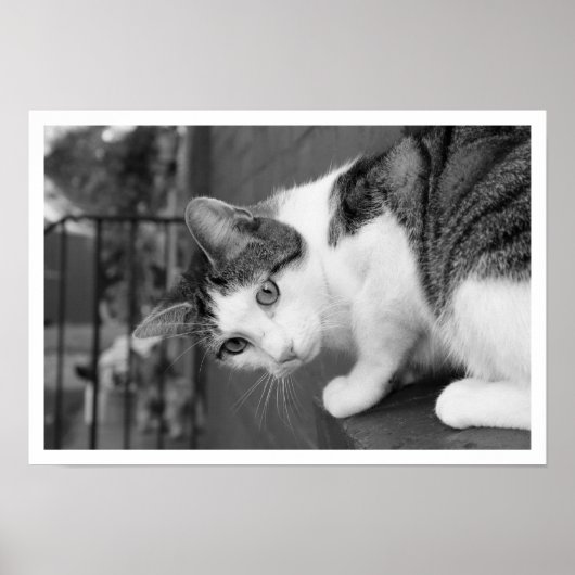 Kat op ledge Watersvogel Poster (Voorkant)