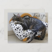 Kat op Modieuze Mini Sofa Dank u Briefkaart (Voorkant / Achterkant)