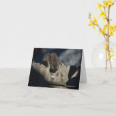 Kat op Omheining (18) Kaart (Gele Bloem)