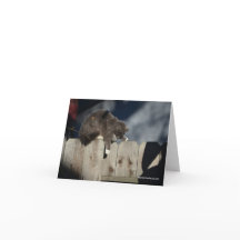 Kat op Omheining (9)