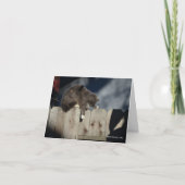 Kat op Omheining (9) Kaart (Voorkant)