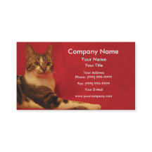 Kat op rode achtergrond