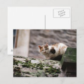 Kat op rotswand briefkaart (Voorkant / Achterkant)