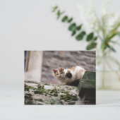 Kat op rotswand briefkaart (Staand voorkant)