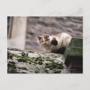 Kat op rotswand briefkaart