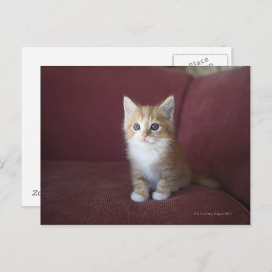 Kat op sofa briefkaart (Voorkant / Achterkant)