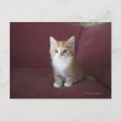 Kat op sofa briefkaart (Voorkant)