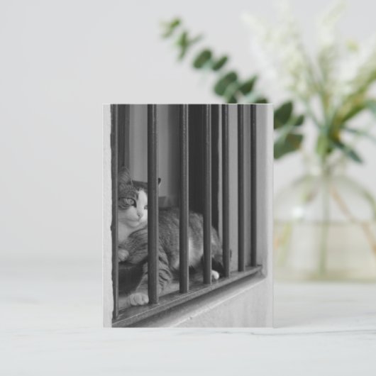 Kat op venster briefkaart (Staand voorkant)