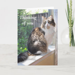 Kat op vensterbankkaart kaart