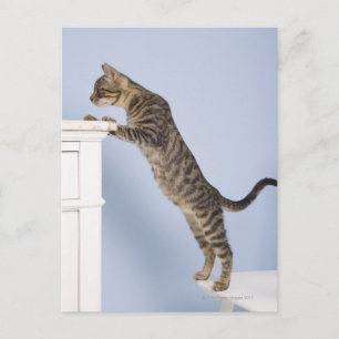 Kat op voorzitter, Dusseldorf, Noord-Ierland Briefkaart