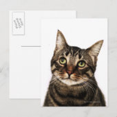 Kat op witte achtergrond 2 briefkaart (Voorkant / Achterkant)