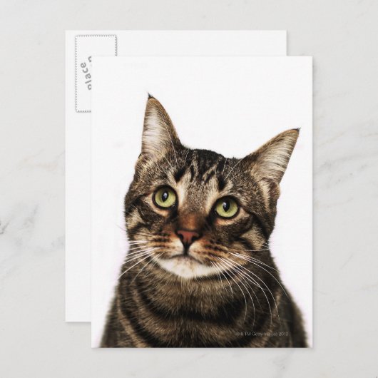 Kat op witte achtergrond 2 briefkaart (Voorkant / Achterkant)