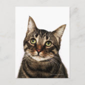 Kat op witte achtergrond 2 briefkaart (Voorkant)