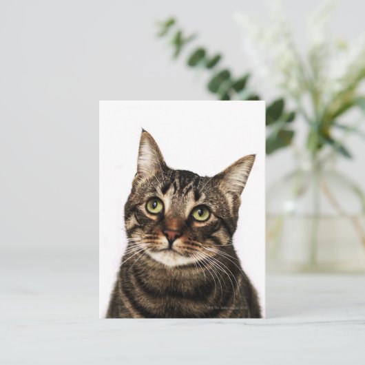 Kat op witte achtergrond 2 briefkaart (Staand voorkant)