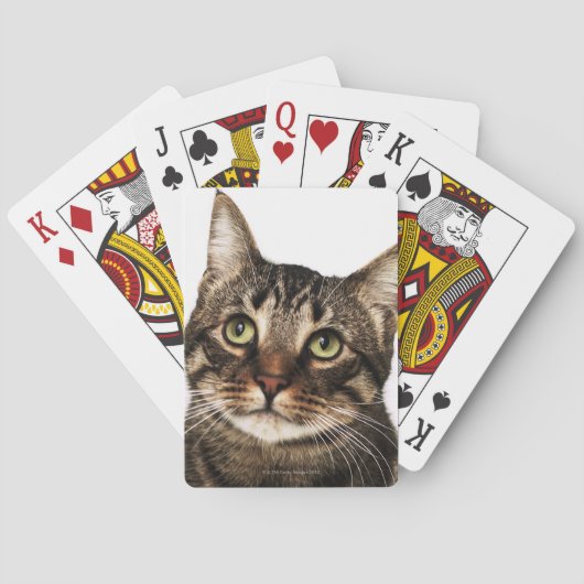 Kat op witte achtergrond 2 pokerkaarten (Achterkant)