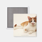 Kat op witte achtergrond magneet (Voorkant / Achterkant)