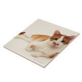 Kat op witte achtergrond tegeltje (Zijkant)
